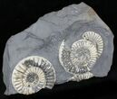 White Arnioceras Ammonite Cluster - England #23275-2